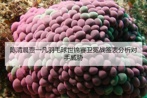 chen-qing-chen-jia-yi-fan-yu-mao-qiu-shi-jin-sai-wei-mian-zhan-qian-biao-fen-xi-dui-shou-wei-xie-2-269.jpg